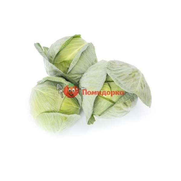 Капуста КОРСУМА F1 | KORSUMA F1 Rijk Zwaan (улучшенные семена), Фасовка - 2500 семян