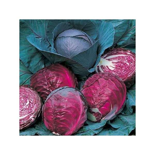 Капуста краснокачанная Редскай F1 | Redscay F1 Clause, Фасовка - 1000 семян