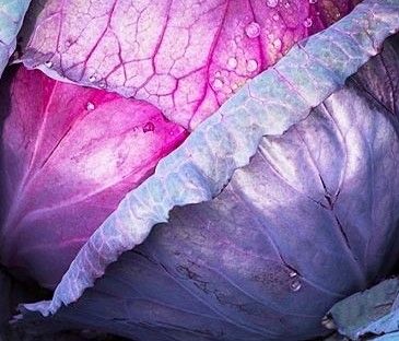 Капуста червоноголова Рескью F1, 2500 шт. насіння, 135-140 днів (Syngenta)