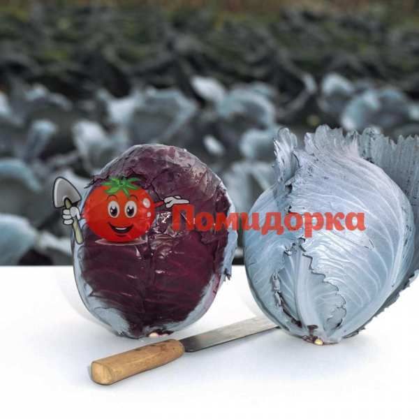 Капуста краснокочанная КЛИМАРО F1 | KLIMARO F1 Bejo, Фасовка - 2500 семян