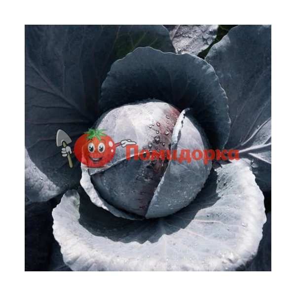 Капуста краснокочанная ПРИМЕРО F1 | PRIMERO F1 Bejo, Фасовка - 2500 семян