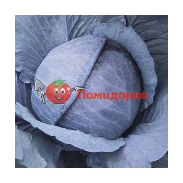 Капуста краснокочанная РАНЧЕРО F1 | RANCHERO F1 Bejo, Фасовка - 2500 семян