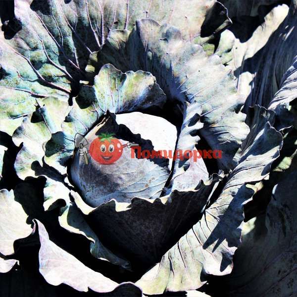 Капуста краснокочанная РЕКСОМА F1 | REXOMA F1 Rijk Zwaan, Фасовка - 1000 семян