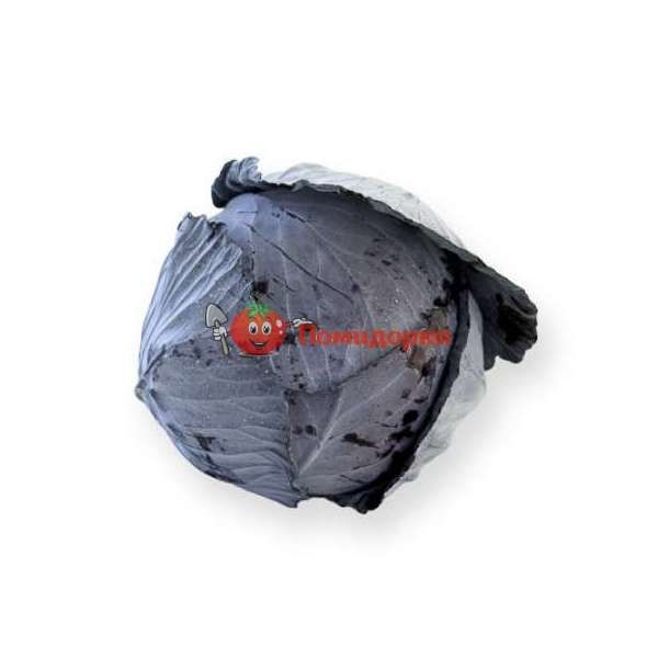 Капуста краснокочанная РОДИМА F1 | RODIMA F1 Rijk Zwaan, Фасовка - 1000 семян