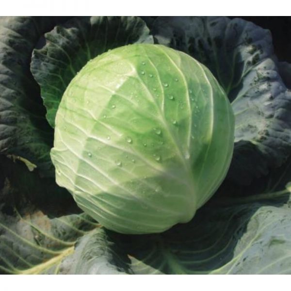 Капуста Кубок F1 | Kubok F1 Clause, Фасовка - 2500 семян