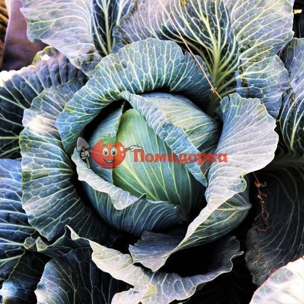 Капуста ЛАГРИМА F1 | | LAGRIMA F1 Rijk Zwaan (улучшенные семена), Фасовка - 2500 семян