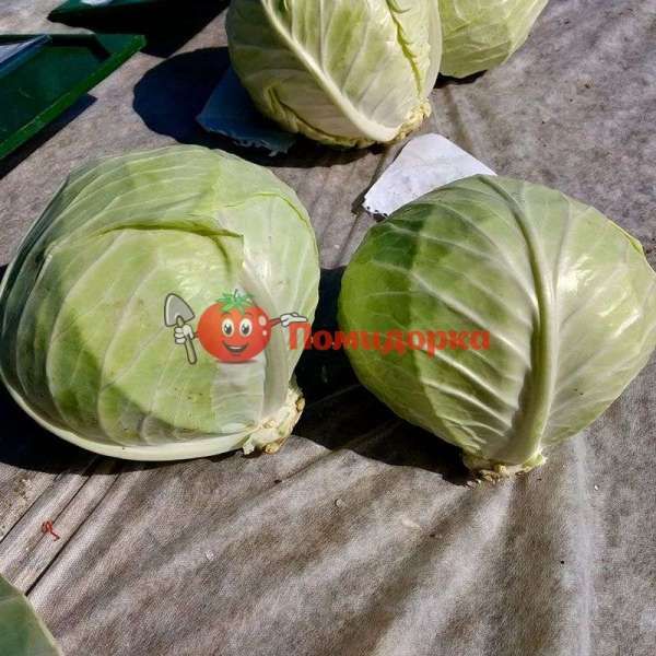 Капуста ЛАРСИЯ F1 | LARSIYA F1 Seminis, Фасовка - 2500 семян