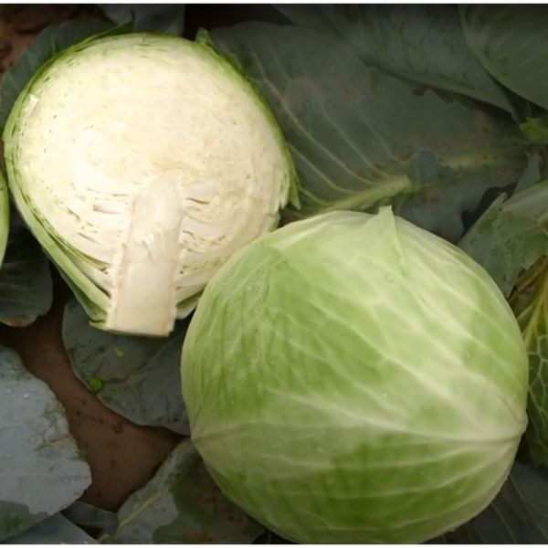 Капуста белокочанная среднепоздняя Лексикон F1, 2500 шт. семян, 120-125 дней (Syngenta)