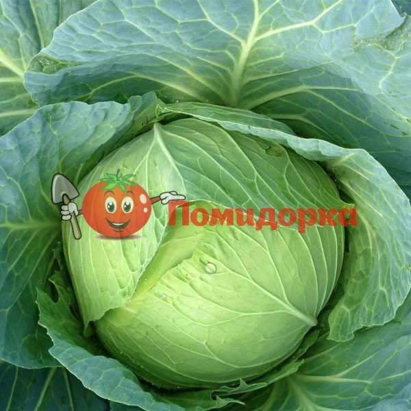 Капуста МЕНЗАНИЯ F1 | MENZANIYA F1 Seminis, Фасовка - 2500 семян