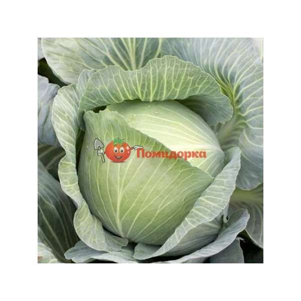 Капуста МУКСУМА F1| MUCSUMA F1 Rijk Zwaan, Фасовка - 2500 семян