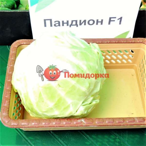 Капуста ПАНДИОН F1| PANDION Seminis, Фасовка - 2500 семян
