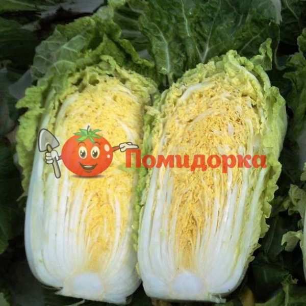 Капуста пекинская БАЗУКО F1 | BAZUKO F1 Bejo, Фасовка - 10 000 семян