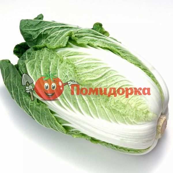 Капуста пекинская БИЛКО F1 | BILKO F1 Bejo, Фасовка - 10 000 семян