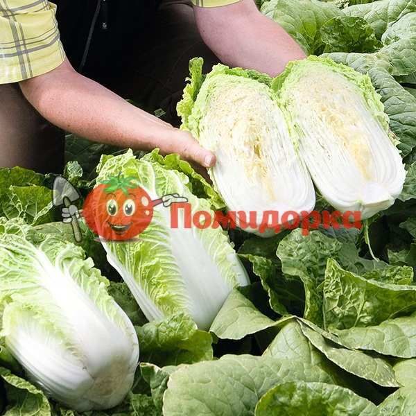 Капуста пекинская ЭМИКО F1 | EMICO F1 Bejo, Фасовка - 2500 семян