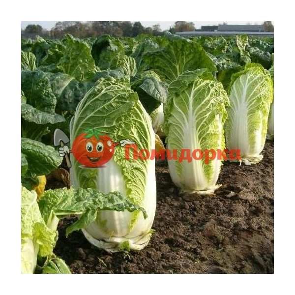 Капуста пекинская МАНОКО F1 | MANOKO F1 Bejo, Фасовка - 10 000 семян