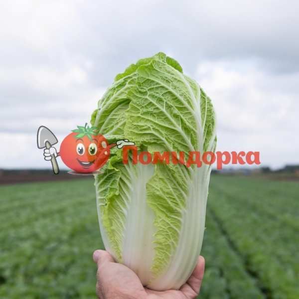 Капуста пекинская ПАЦИФИКО F1 | PACIFICO F1 Bejo, Фасовка - 10 000 семян