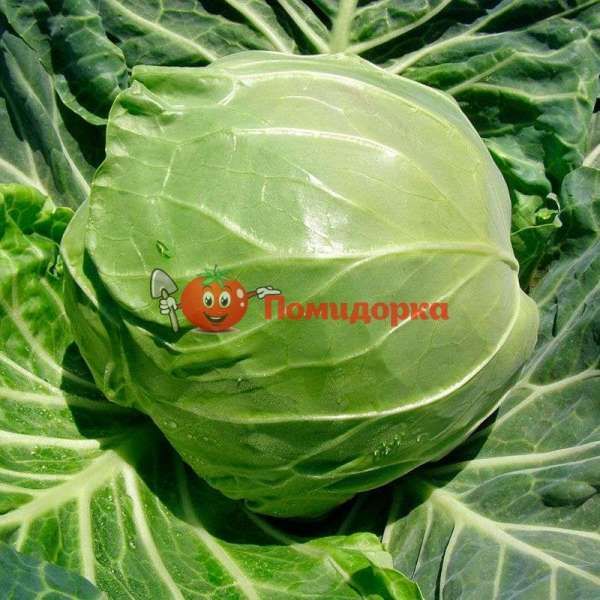 Капуста РАПИДИОН F1 | RAPIDION Seminis, Фасовка - 2500 семян