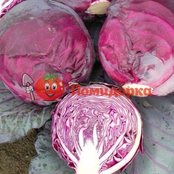 Капуста РЕД ДИНАСТИ F1| RED DYNASTY F1 Seminis, Фасовка - 2500 семян