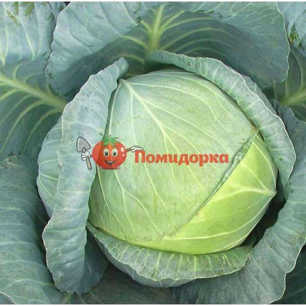 Капуста РИНДА F1 | RINDA F1 Seminis, Фасовка - 2500 семян