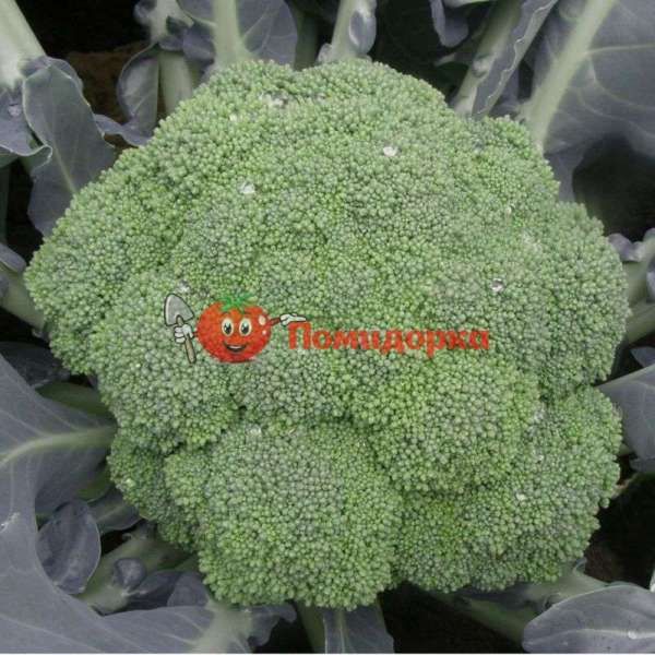 Капуста САМОА F1 | SAMOA cora seed, Фасовка - 2500 семян