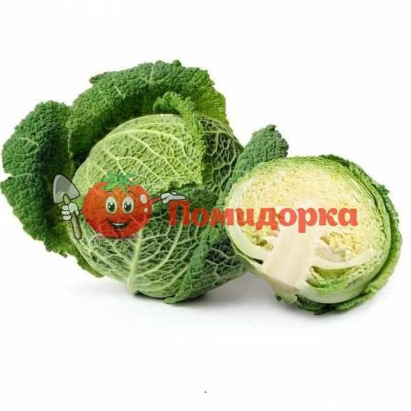 Капуста савойская ВИРОСА F1 | WIROSA F1 Bejo, Фасовка - 2500 семян