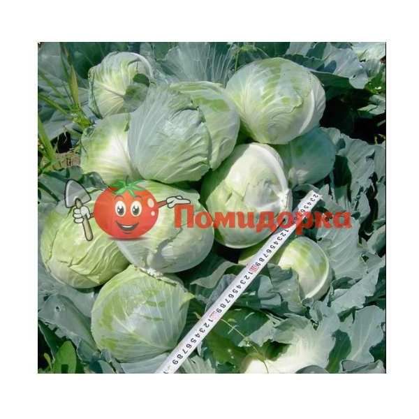 Капуста СИНТЕКС F1 | SINTEX F1 Bejo, Фасовка - 2500 семян