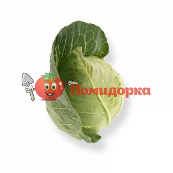 Капуста СОНСМА F1 | SONSMA F1 Rijk Zwaan, Фасовка - 2500 семян