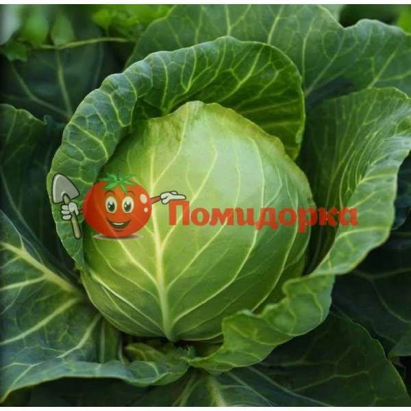 Капуста SV 3389 F1 Seminis, Фасовка - 2500 семян