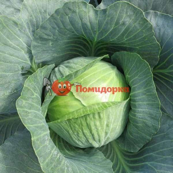 Капуста ТОБИЯ F1|TOBIYA F1 Seminis, Фасовка - 2500 семян