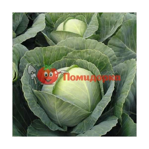 Капуста ТОМАС F1 | TOMAS F1 Bejo, Фасовка - 2500 семян