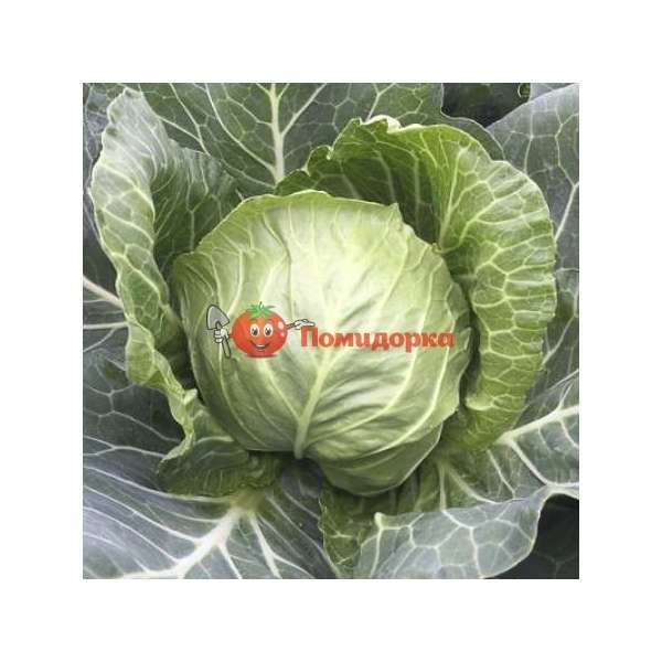 Капуста ЗАРИССИМА F1 | ZARISSIMA F1 Rijk Zwaan, Фасовка - 2500 семян