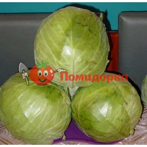 Капуста ЗЕНИТ F1 | ZENIT Seminis, Фасовка - 2500 семян