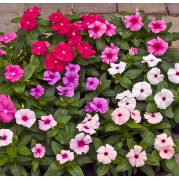 Катарантус СанШторм F1 | Catharanthus SunStorm F1 Syngenta, Фасовка - Light Blue - 100 семян