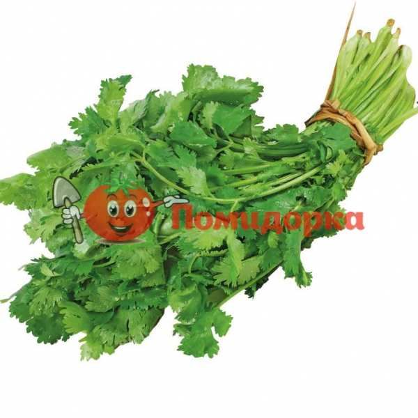 Кориандр КАРИБЕ | CARIBE Bejo, Фасовка - 500 грамм