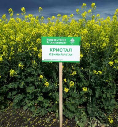 Насіння озимого ріпаку Кристал 