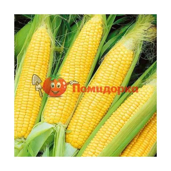 Кукуруза ОВЕРЛЕНД F1 | OVERLAND F1 Syngenta, Фасовка - 100 000 семян