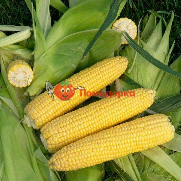 Кукуруза СИГНЕТ F1 | SIGNET F1 Seminis, Фасовка - 5000 семян