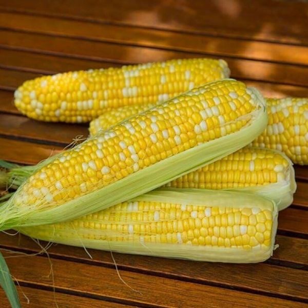 Кукуруза сладкая Ракель F1 | Racel F1 Clause, Фасовка - 50 000 семян