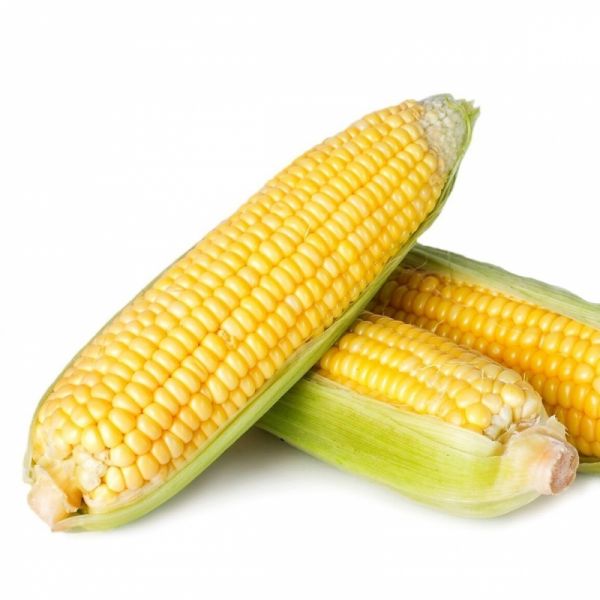 Кукуруза СПИРИТ F1 | SPIRIT F1 Syngenta, Фасовка - 1 кг