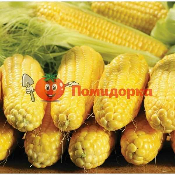 Кукуруза СТАРШАЙН F1 | STARSHINE F1 Syngenta, Фасовка - 50 000 семян