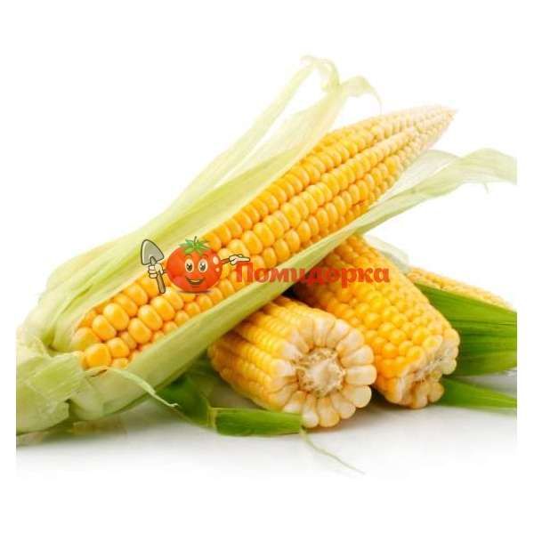 Кукуруза ТРОФИ F1|TROPHY F1 Seminis, Фасовка - 5000 семян