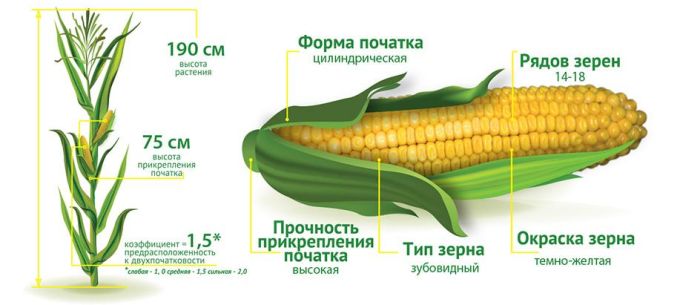 Семена кукурузы ДМС ТРЕНД ФАО 290