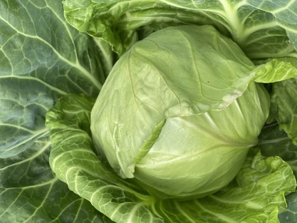 Капуста білоголова ультрарання Лауда F1, 2500 шт. насіння, 45-47 днів (Syngenta)