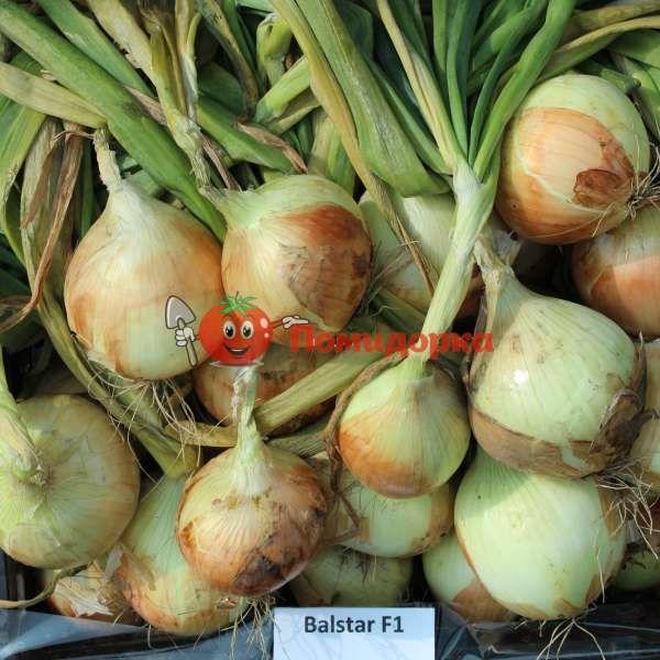 Лук БАЛСТАР F1 | BALSTAR F1 Seminis, Фасовка - 1 кг