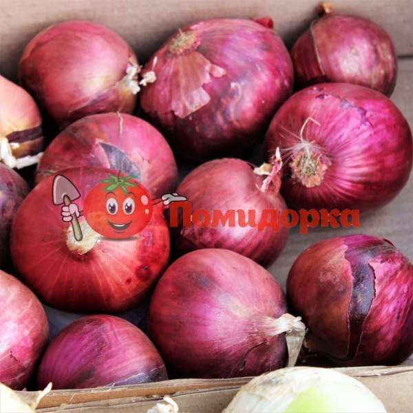 Лук ДИВИНА F1 | DIVINA Cora seeds, Фасовка - 250 000 семян