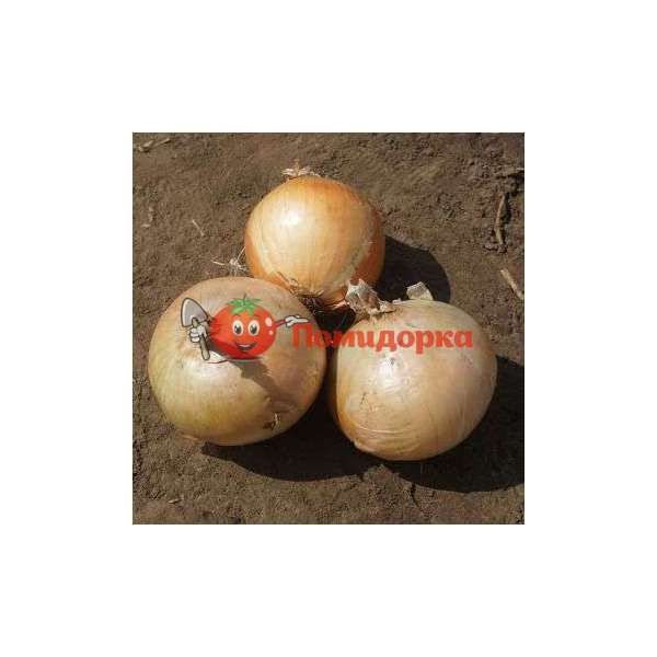 Лук ФОКЕР F1 | FOKKER F1 Cora seeds, Фасовка - 250 000 семян