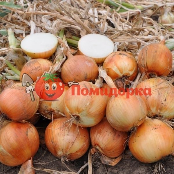 Лук ФРАНЦИСКО | FRANCISKO Hazera, Фасовка - 250 000 семян