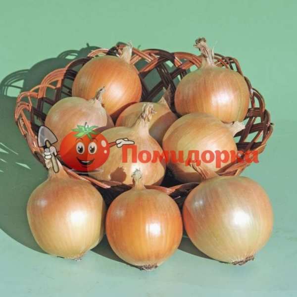 Лук КАТИНКА F1 | KATINKA F1 Bejo, Фасовка - 250 000 семян