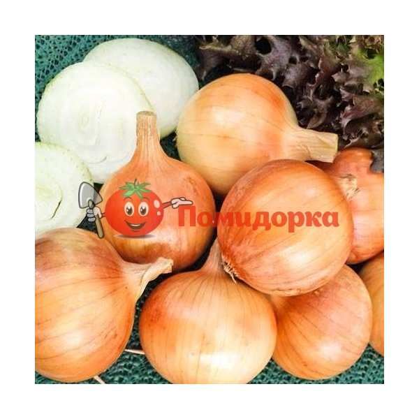 Лук ХАЛЦЕДОН Элитный ряд 25 г, Фасовка - 50 гр