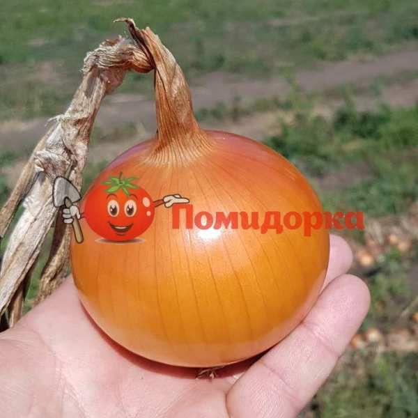 Лук KS 765 F1 | KS 765 F1 Kitano, Фасовка - 1000 семян